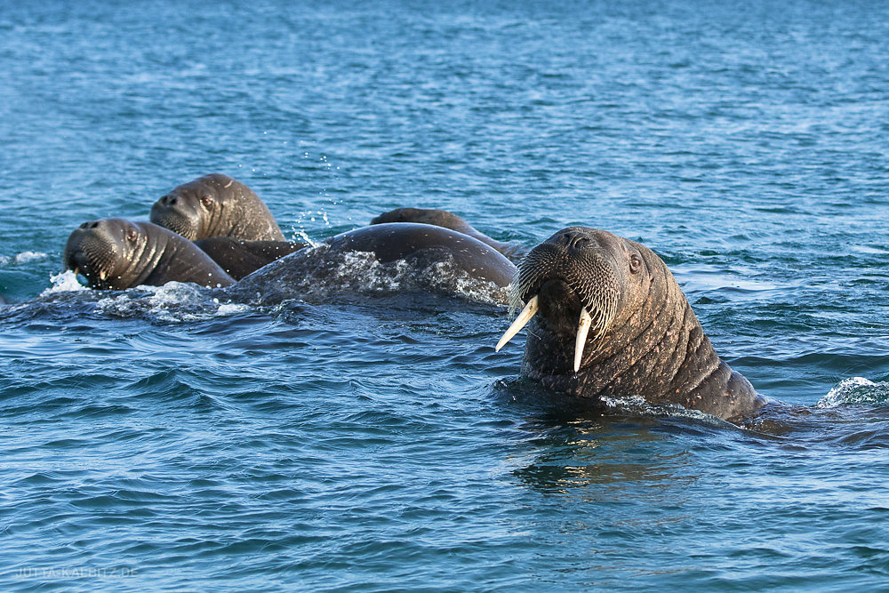 Svalbard-fauna-5b.jpg