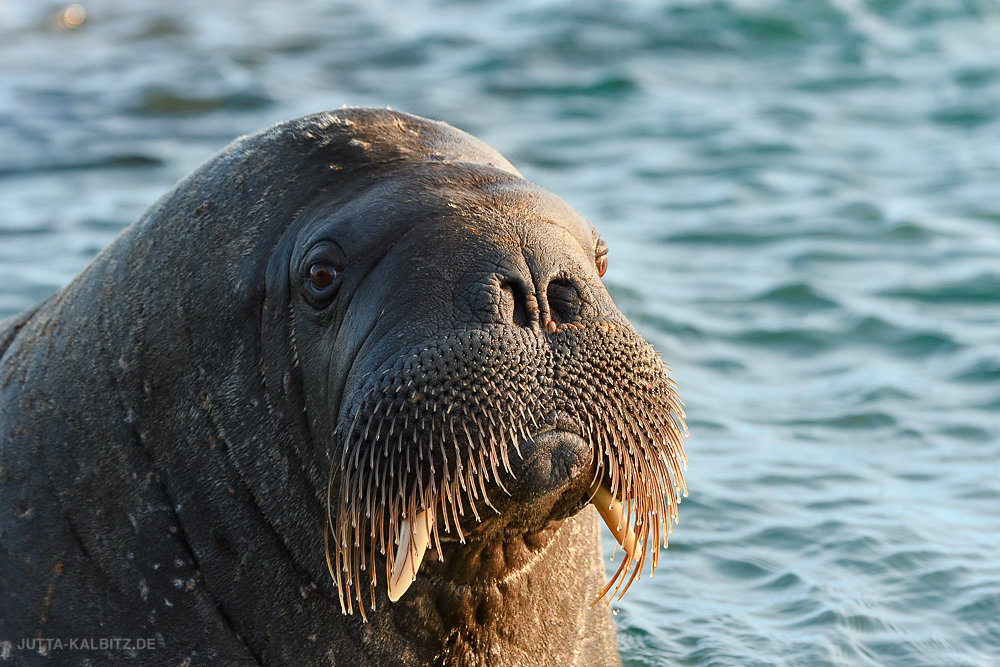 Svalbard-fauna-5d.jpg