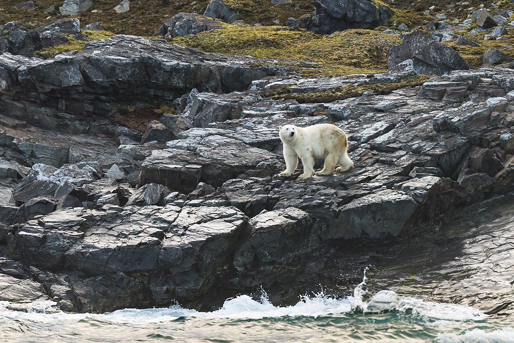 Svalbard-fauna-6.jpg