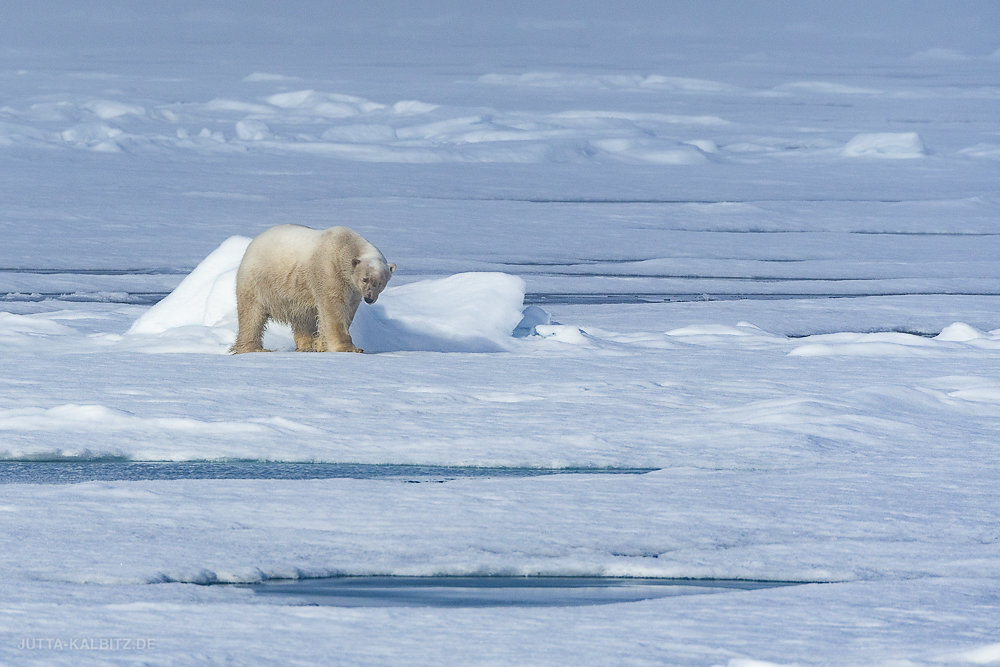 Svalbard-fauna-7.jpg