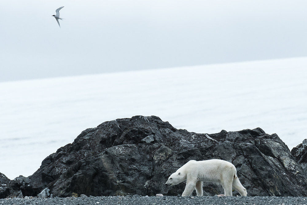 Svalbard-fauna-8a.jpg