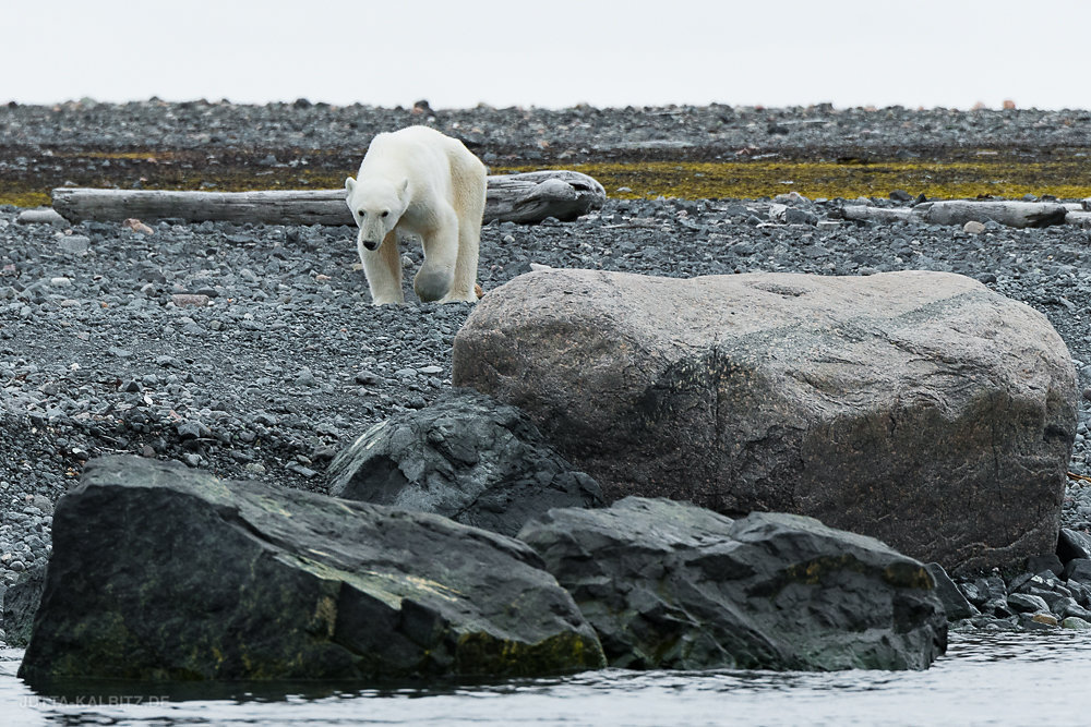 Svalbard-fauna-8b.jpg