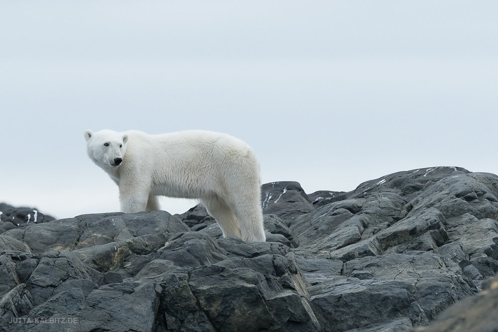 Svalbard-fauna-8c.jpg