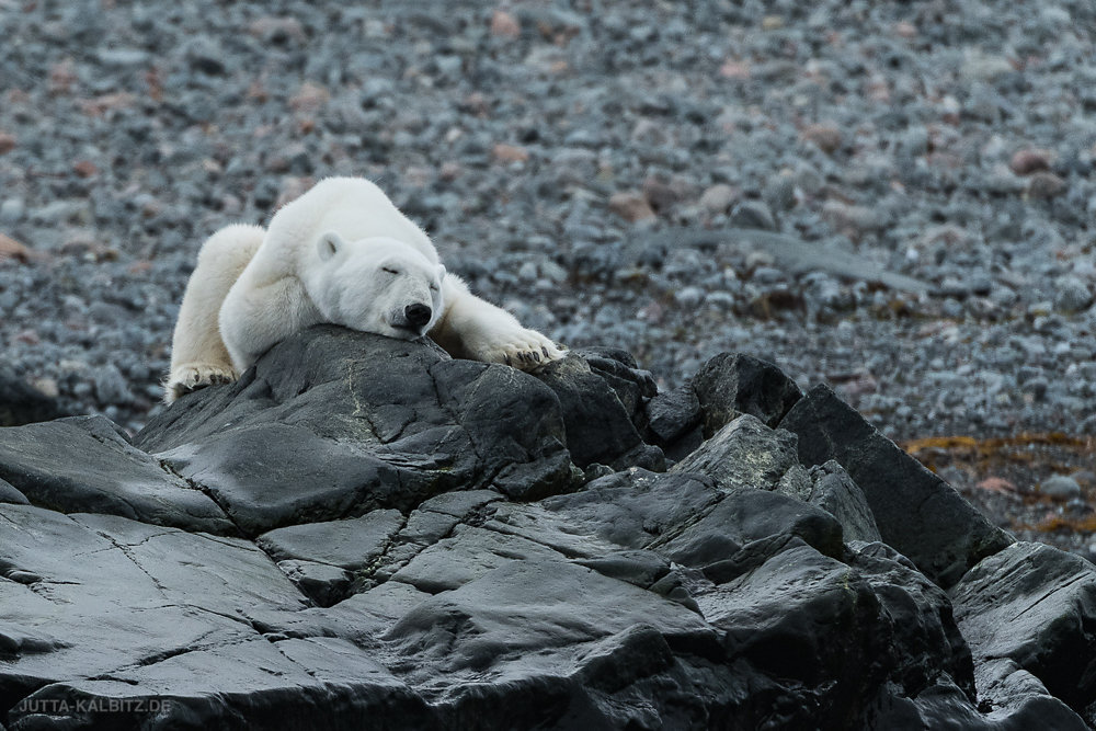 Svalbard-fauna-8f.jpg