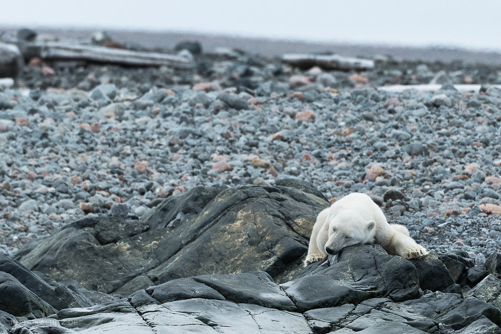 Svalbard-fauna-8g.jpg