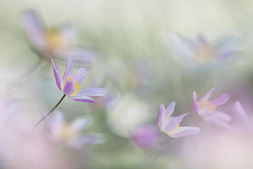 Buschwindröschen - Anemone nemorosa