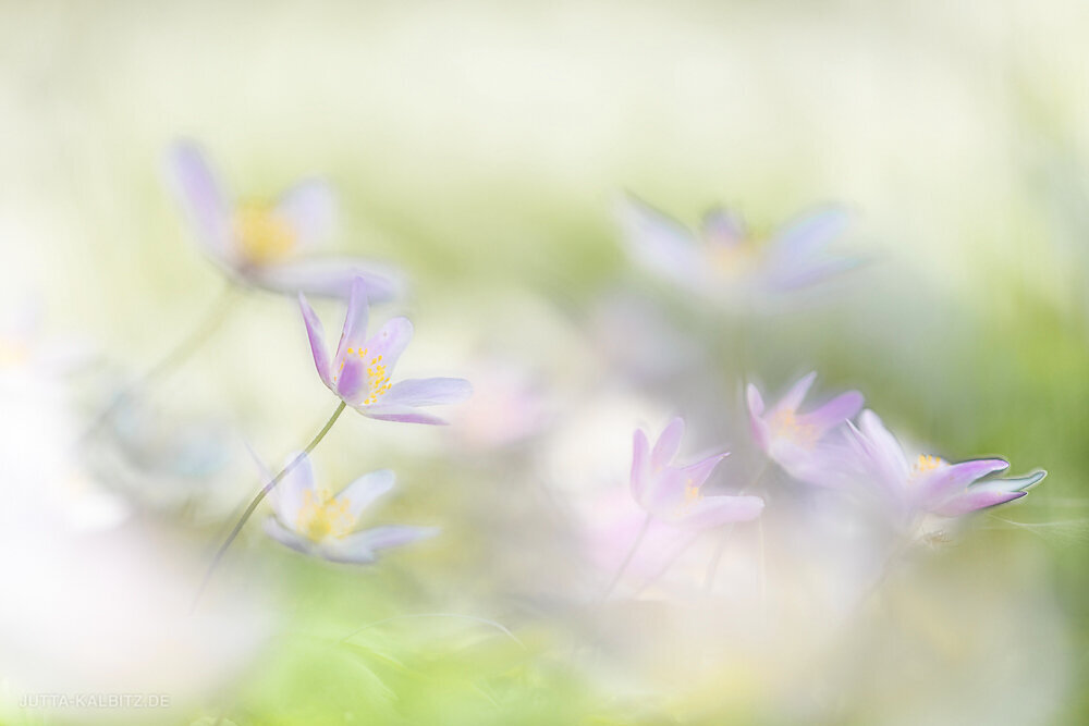 Buschwindröschen - Anemone nemorosa