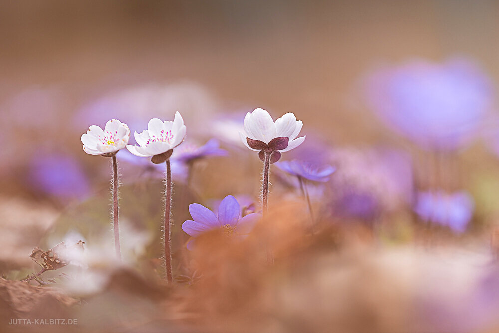 Leberblümchen - Hepatica nobilis