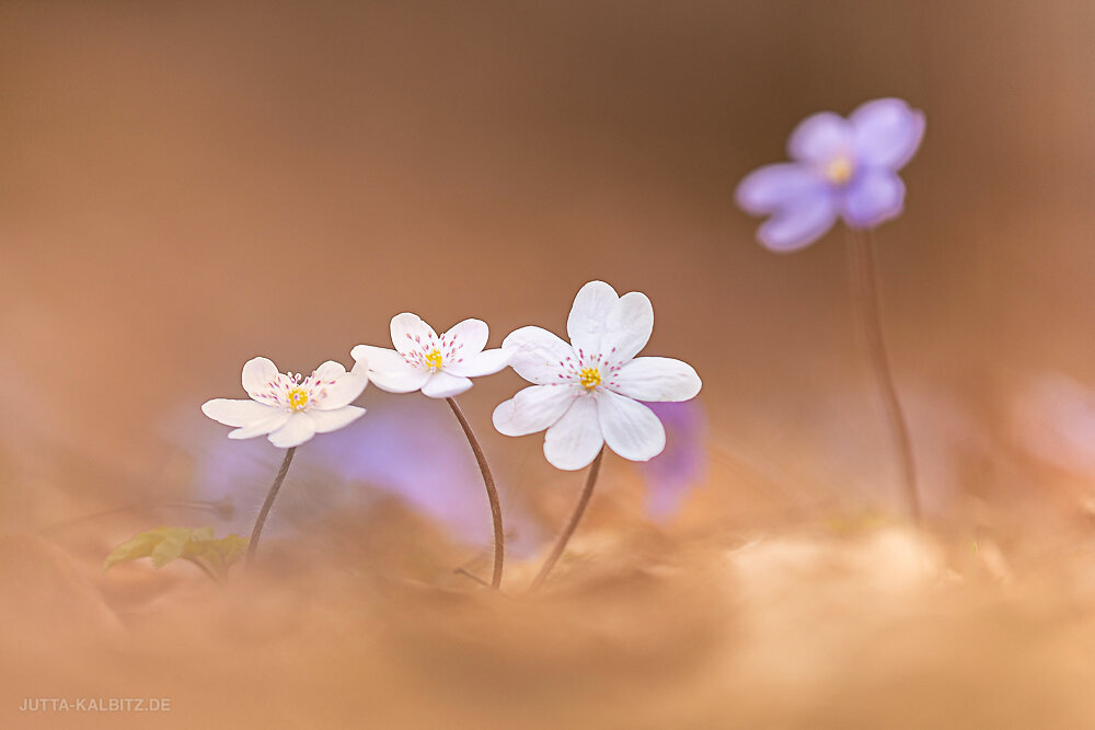 Leberblümchen - Hepatica nobilis