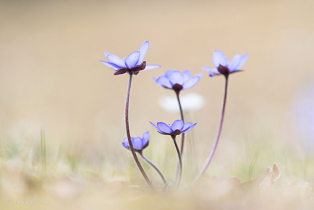 Leberblümchen - Hepatica nobilis