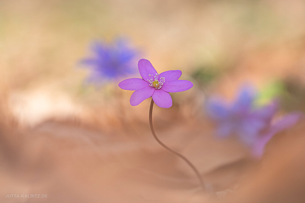 Leberblümchen - Hepatica nobilis