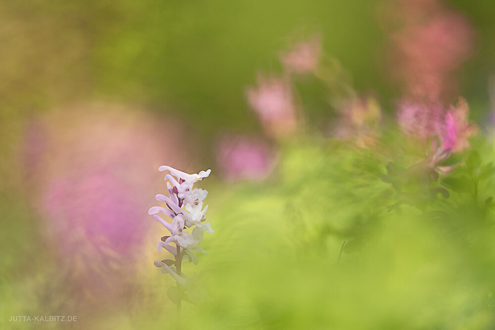 Hohler Lerchensporn - Corydalis cava