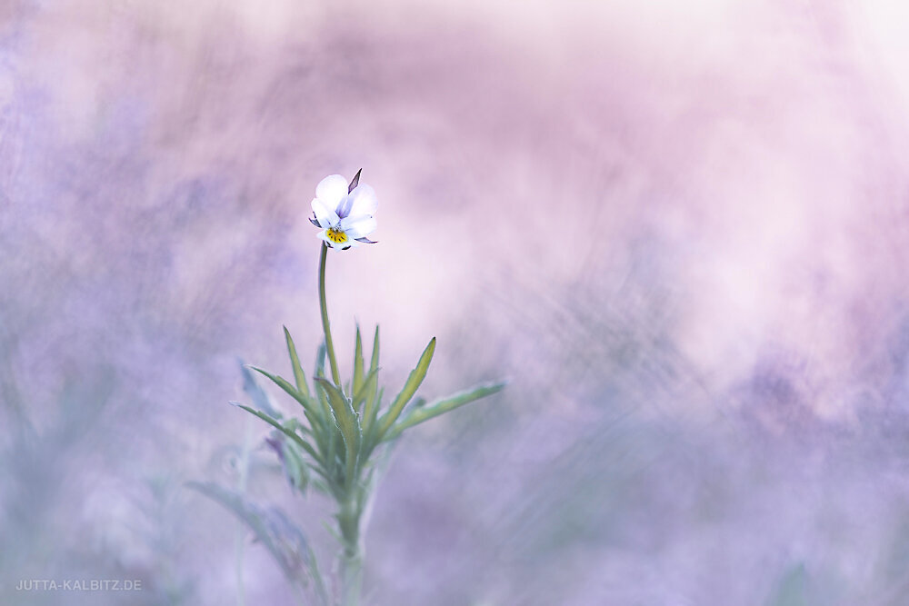 Ackerstiefmütterchen - Viola arvensis