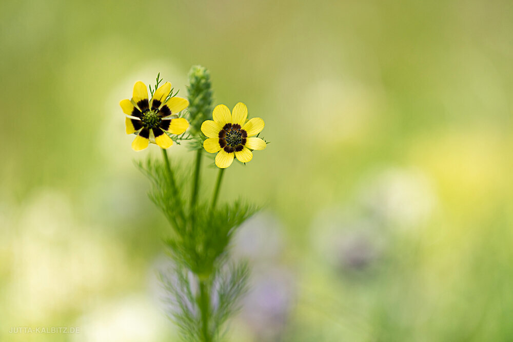 Sommeradonisröschen - Adonis aestivalis