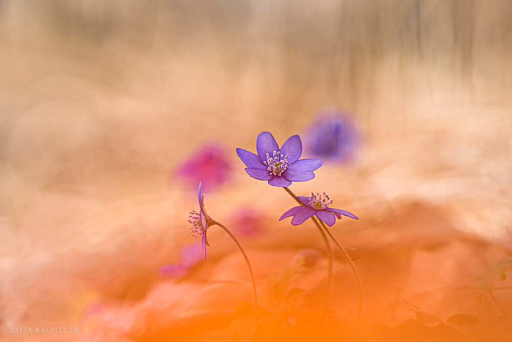 Leberblümchen - Hepatica nobilis