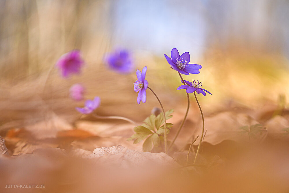 Leberblümchen - Hepatica nobilis