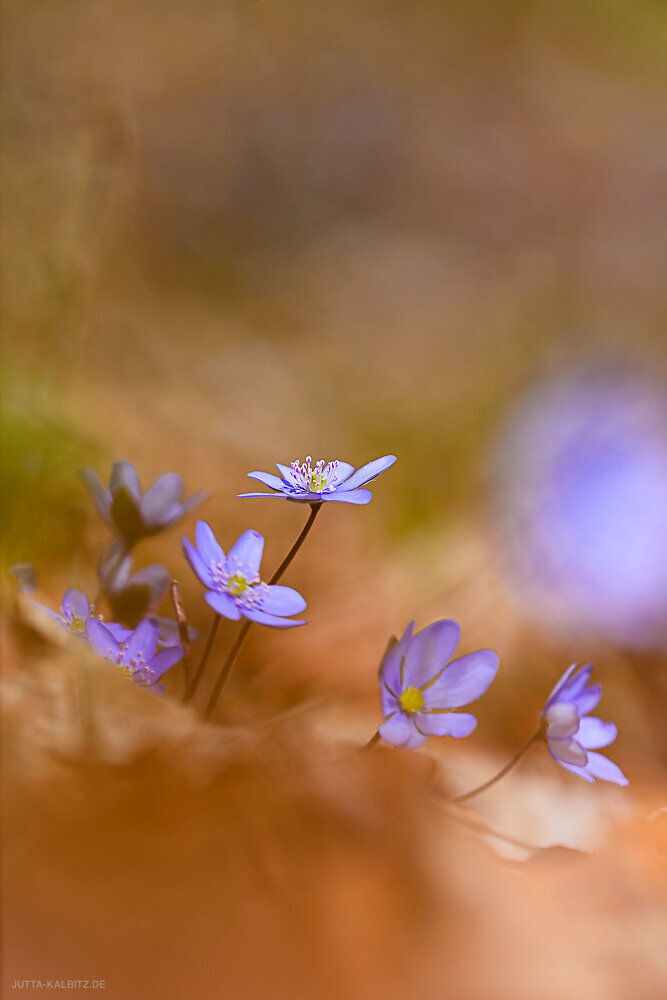 Leberblümchen - Hepatica nobilis