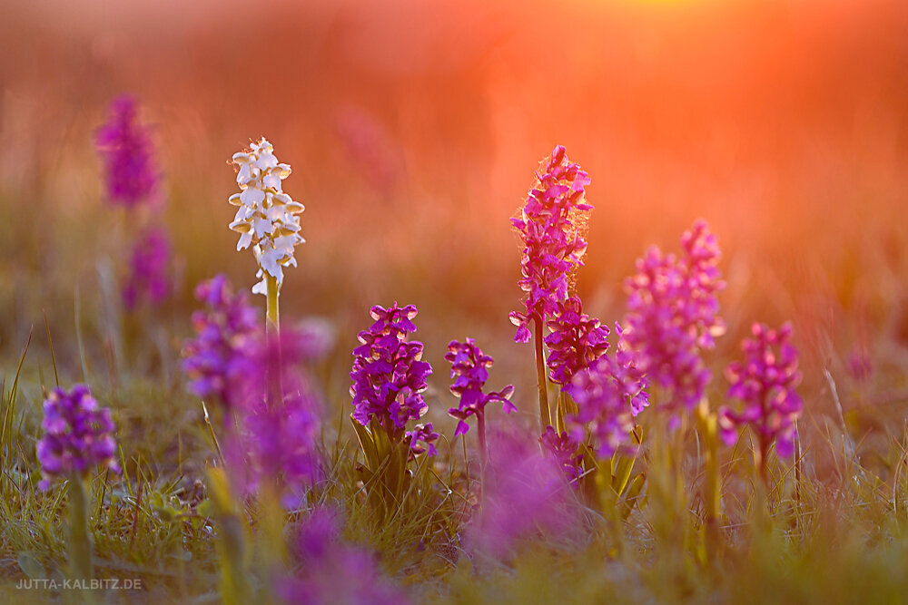 Kleines Knabenkraut - Orchis morio