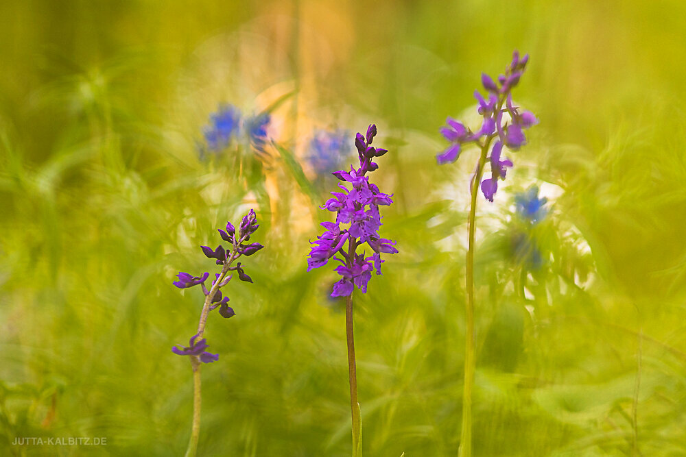 Manns Knabenkraut - Orchis mascula