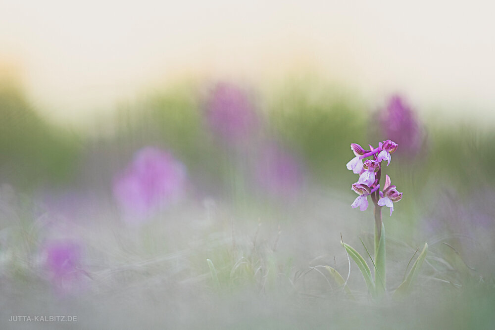 Kleines Knabenkraut - Orchis morio