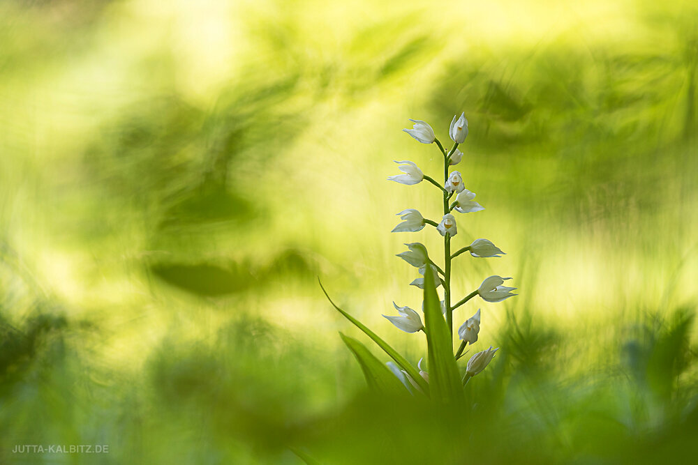 Schwertblättriges Waldvögelein - Cephalanthera longifolia