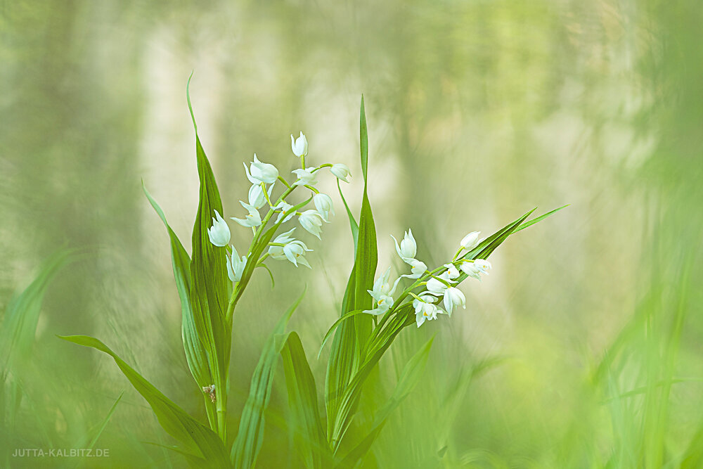 Schwertblättriges Waldvögelein - Cephalanthera longifolia