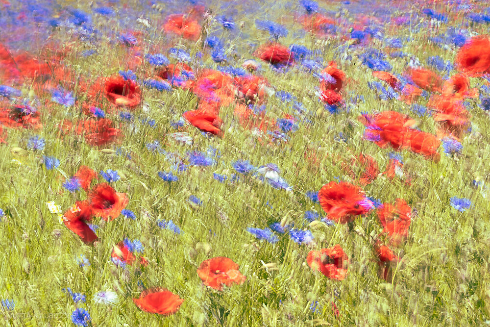 Flora-86.JPG
