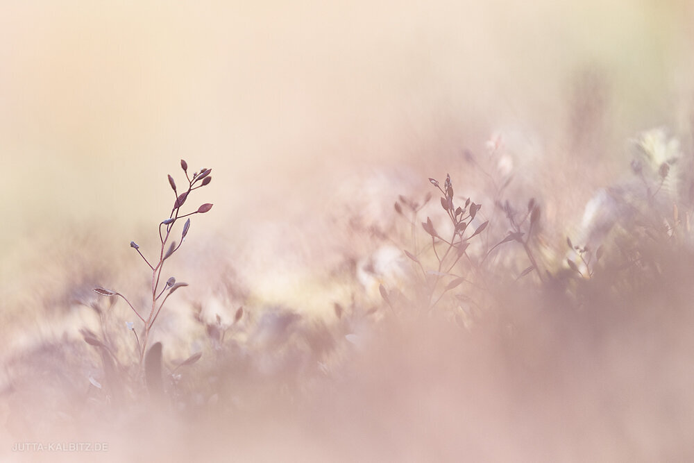 Wiesenimpression