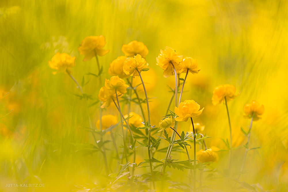 Auf der Trollblumenwiese