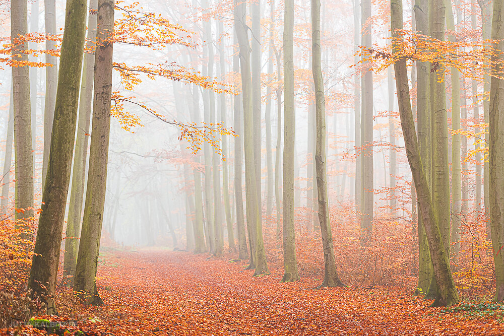 Herbst in der Dölauer Heide (IV) - Halle