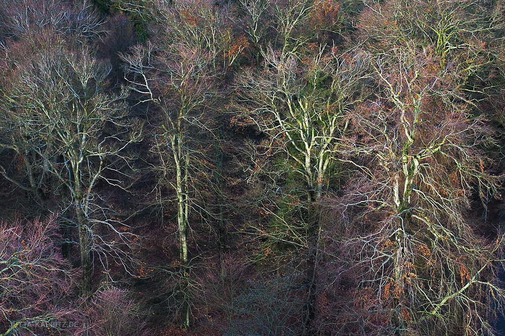 Winterbäume (II) - Harz