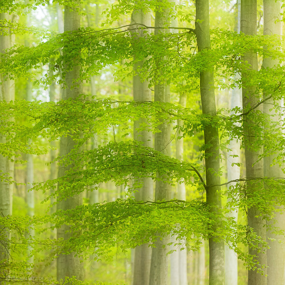 Frühling in der Dölauer Heide/ Halle