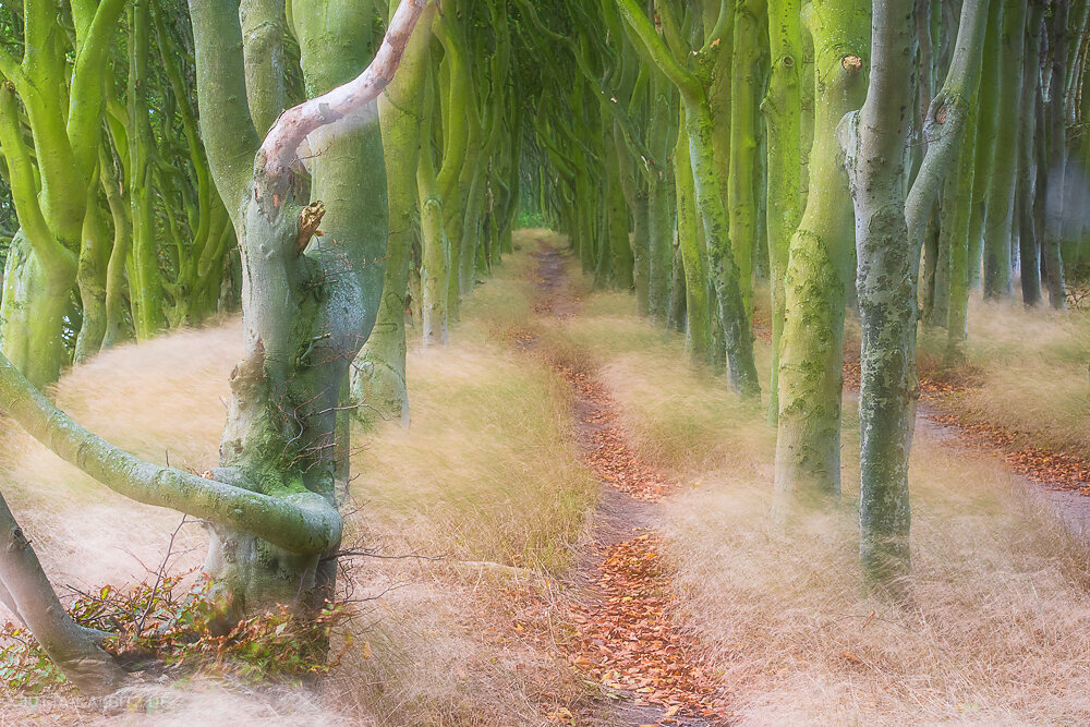 Küstenwald (I) - Rügen (kamerainterne Doppelbelichtung)