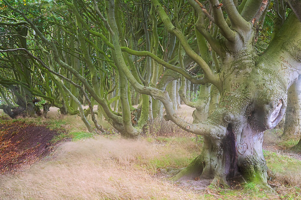 Küstenwald (III) - Rügen