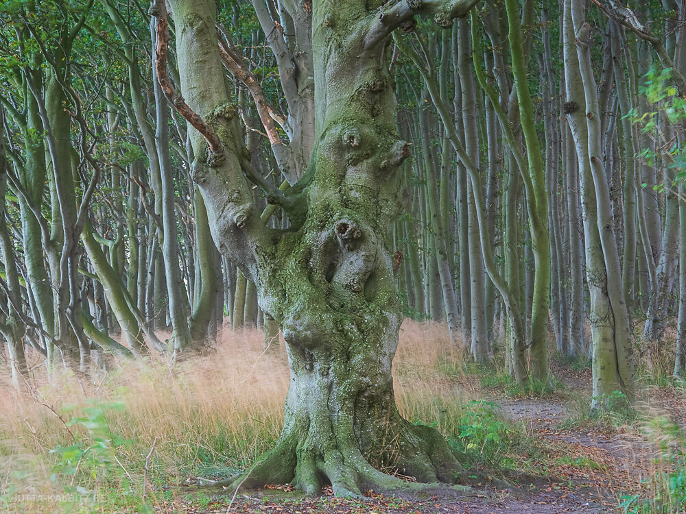 Küstenwald (IV) - Rügen