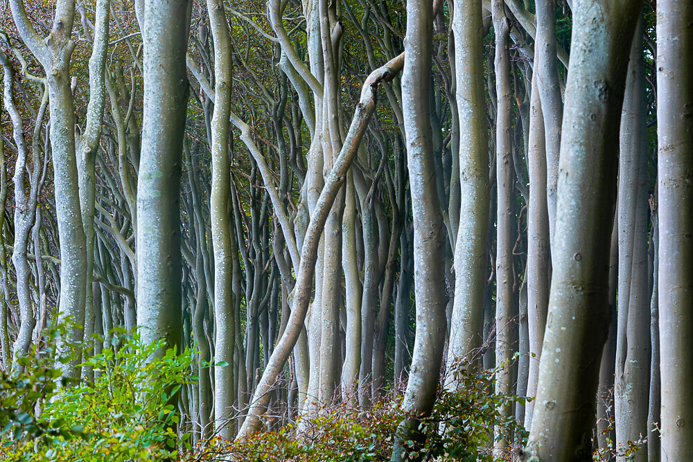 Küstenwald (VI) - Rügen