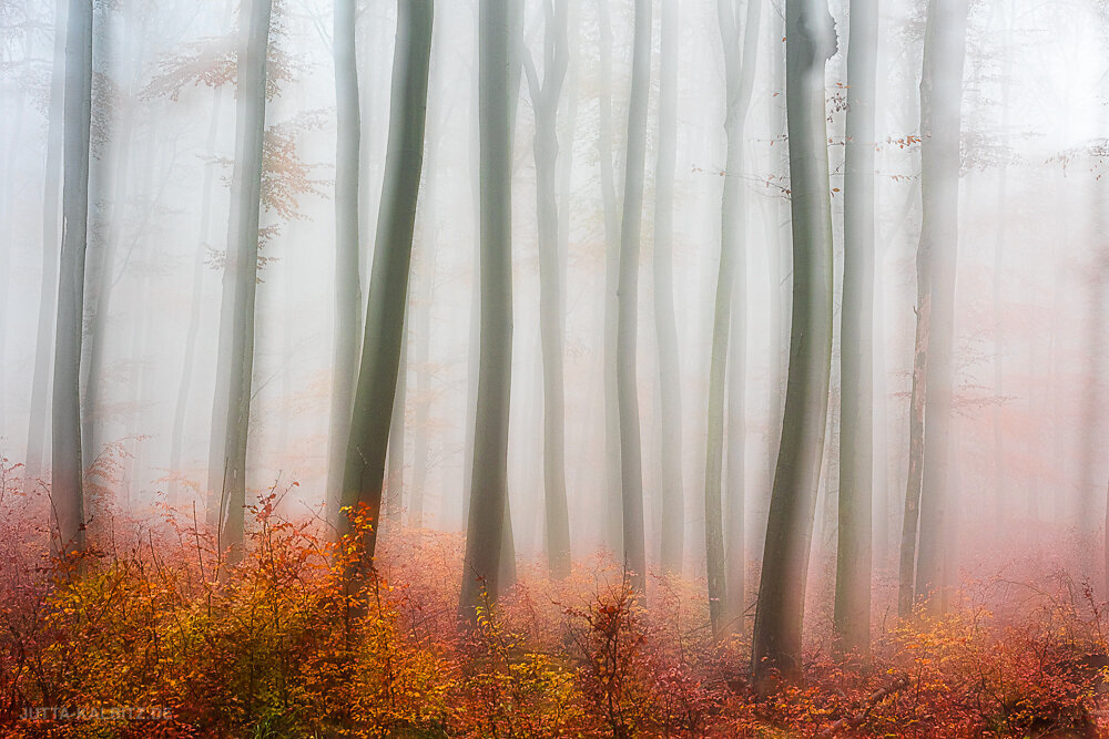 Herbst in der Dölauer Heide (V) - Halle