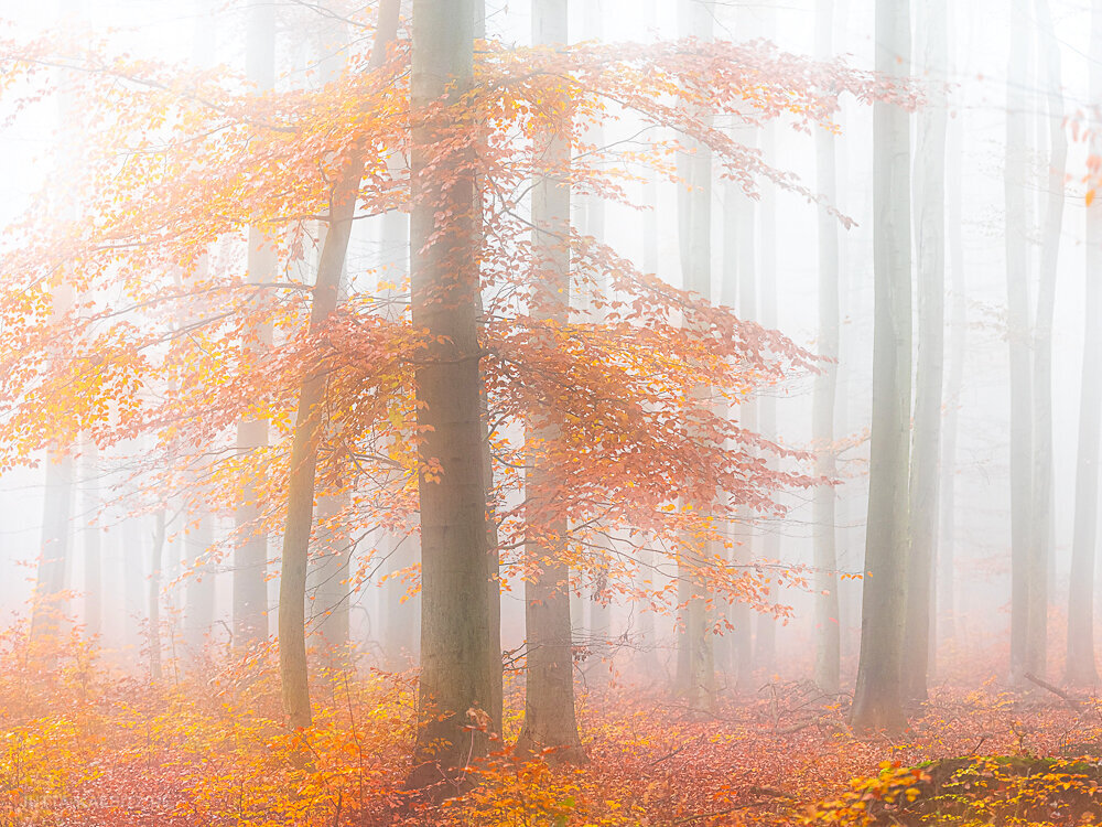 Herbst in der Dölauer Heide (III) - Halle