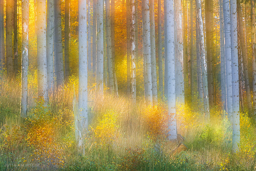 Herbst im Selketal (III) (kamerainterne Doppelbelichtung)