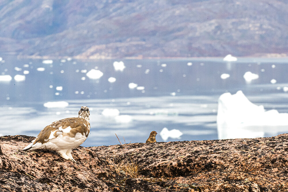 scoresbysund-25.JPG