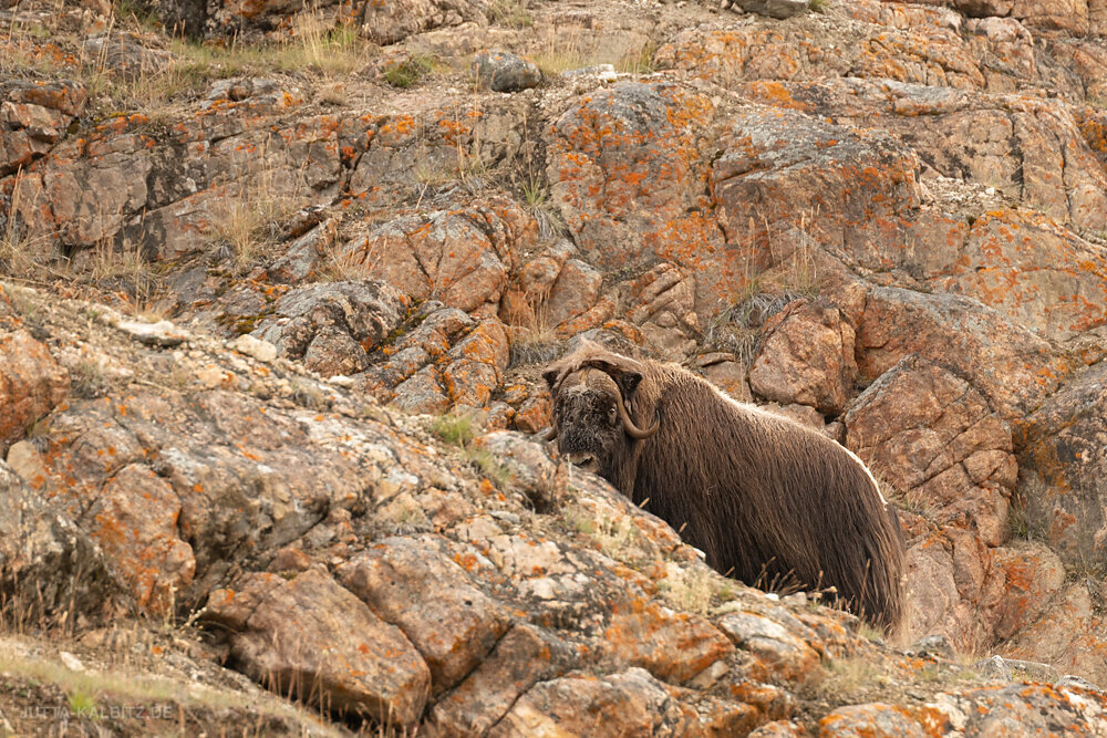 scoresbysund-28.JPG