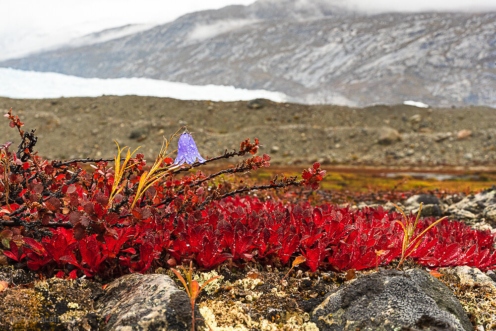 Gletscher-5.JPG